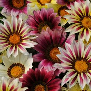 Gazania Seeds - Strawberry Sundae